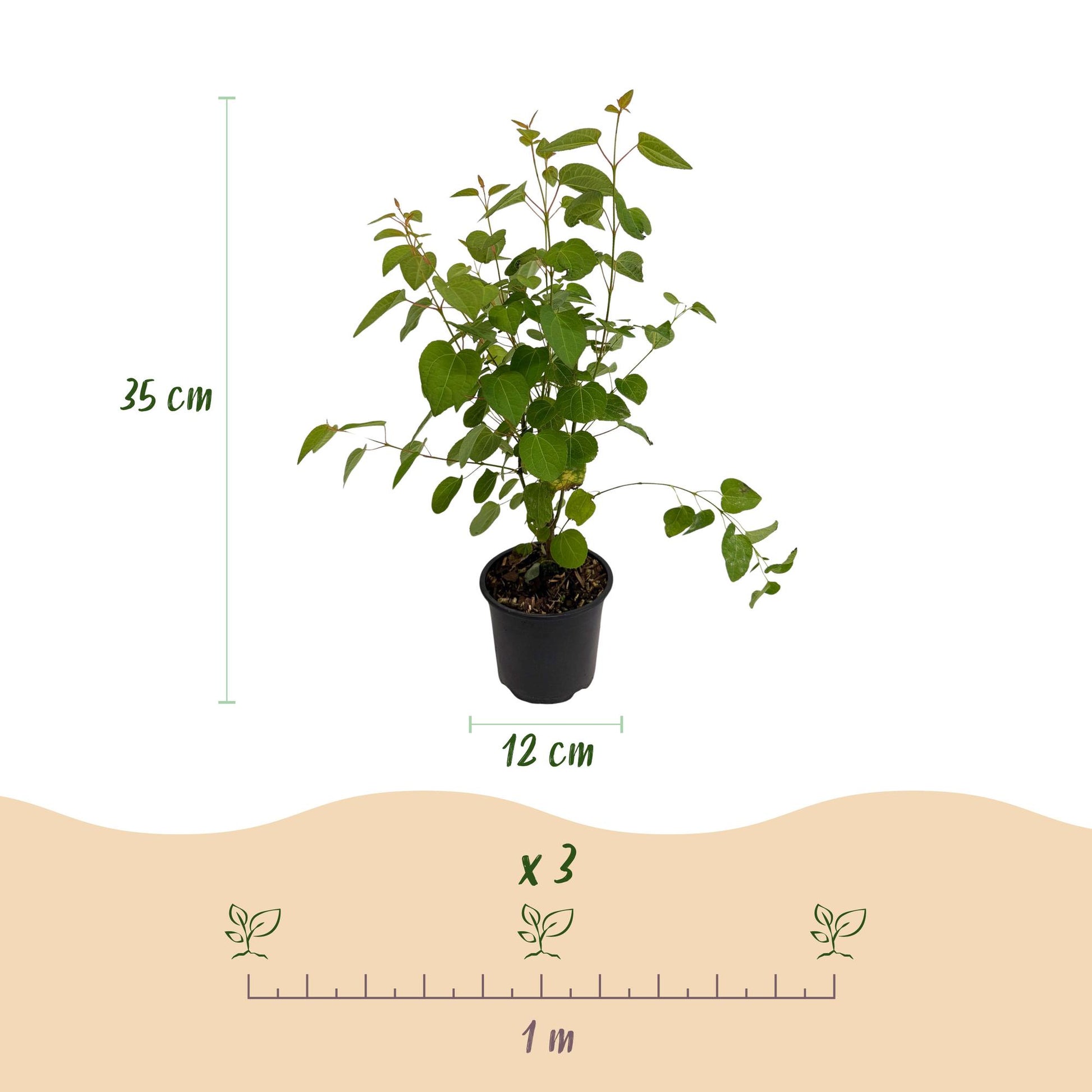 GreenboutiQ - Gartenpflanze - Cercidiphyllum japonicum - Grün 3 Pflanzen - Laubabwerfend - Wenig Pflege - Topf 12cm Höhe 35cm 