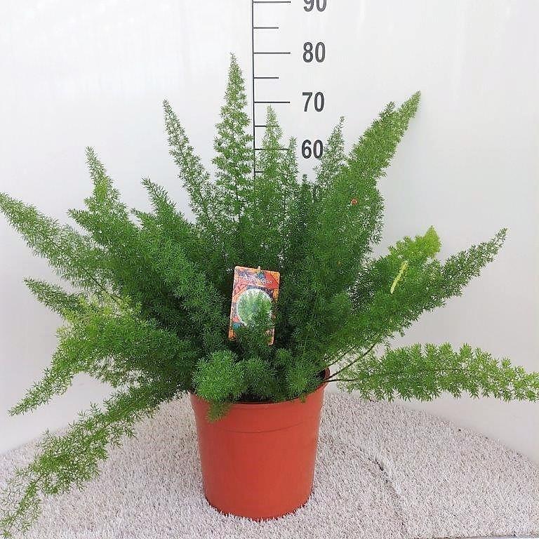 Spargelfarn – Asparagus Densiflorus 'Meyeri' –  Zimmerpflanze – Luftreinigend – Ø27cm – ↕60cm – Pflegeleicht & dekorativ – Ideal für Halbschatten 