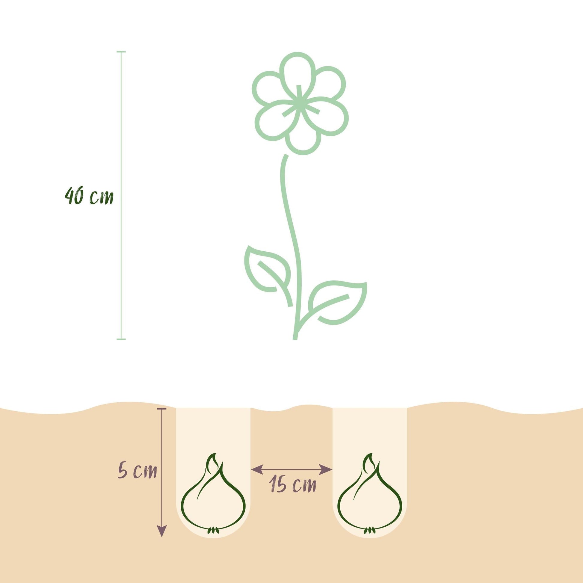 GreenboutiQ - Blumenzwiebeln - Freesia Double Mix - Verschiedene Farben - 40 Stück - Zwiebelgröße 5/6 - XXL Pack 