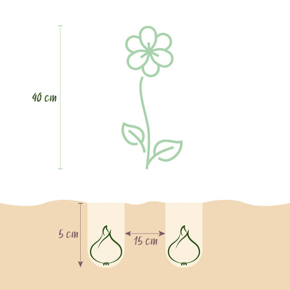 GreenboutiQ - Blumenzwiebeln - Freesia Double Mix - Verschiedene Farben - 40 Stück - Zwiebelgröße 5/6 - XXL Pack 