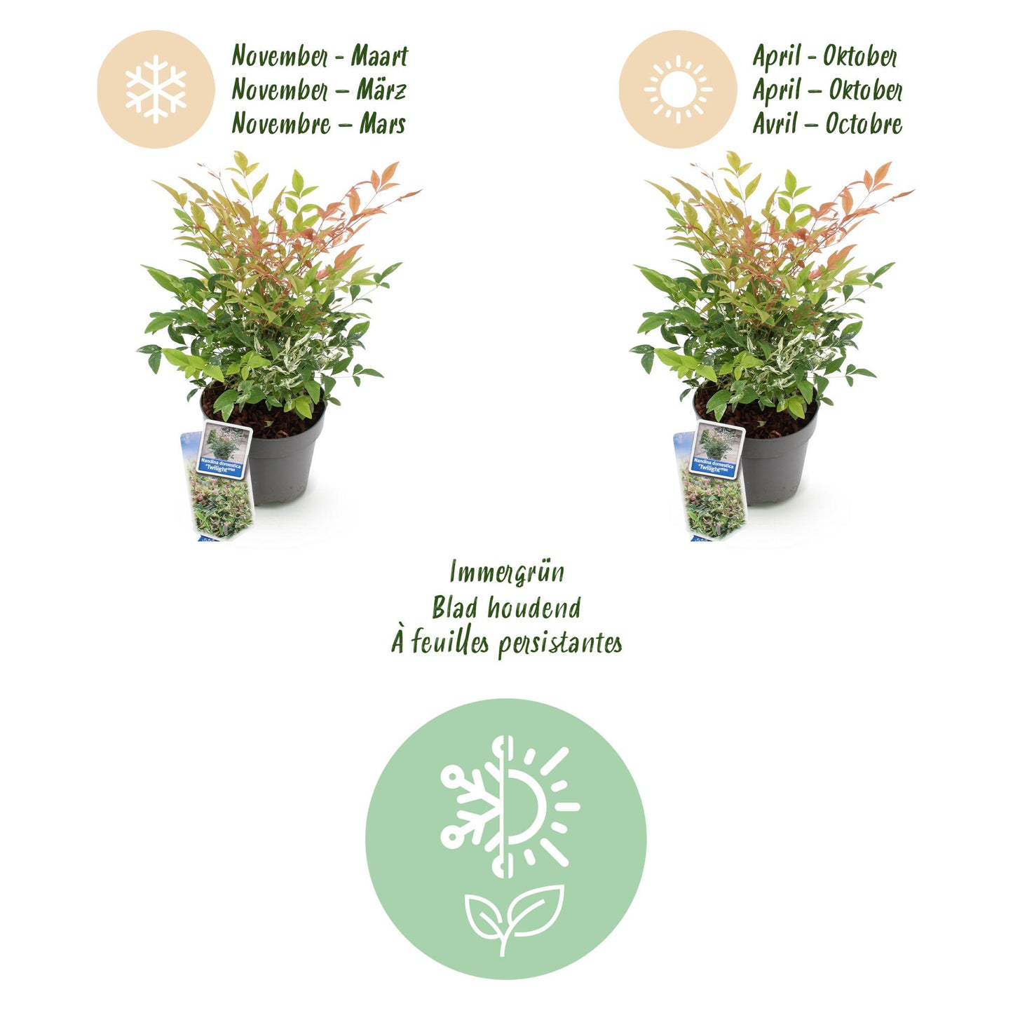 GreenboutiQ - Gartenpflanze - Nandina Twilight - Bunt & Rosa - 2 Pflanzen - Immergrün - Wenig Pflege - Topf 17cm Höhe 45cm 