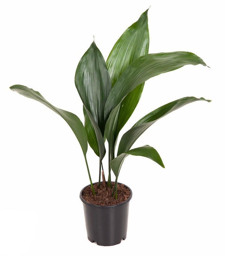 Aspidistra Elatior P13 - Ø13cm - ↕50cm 