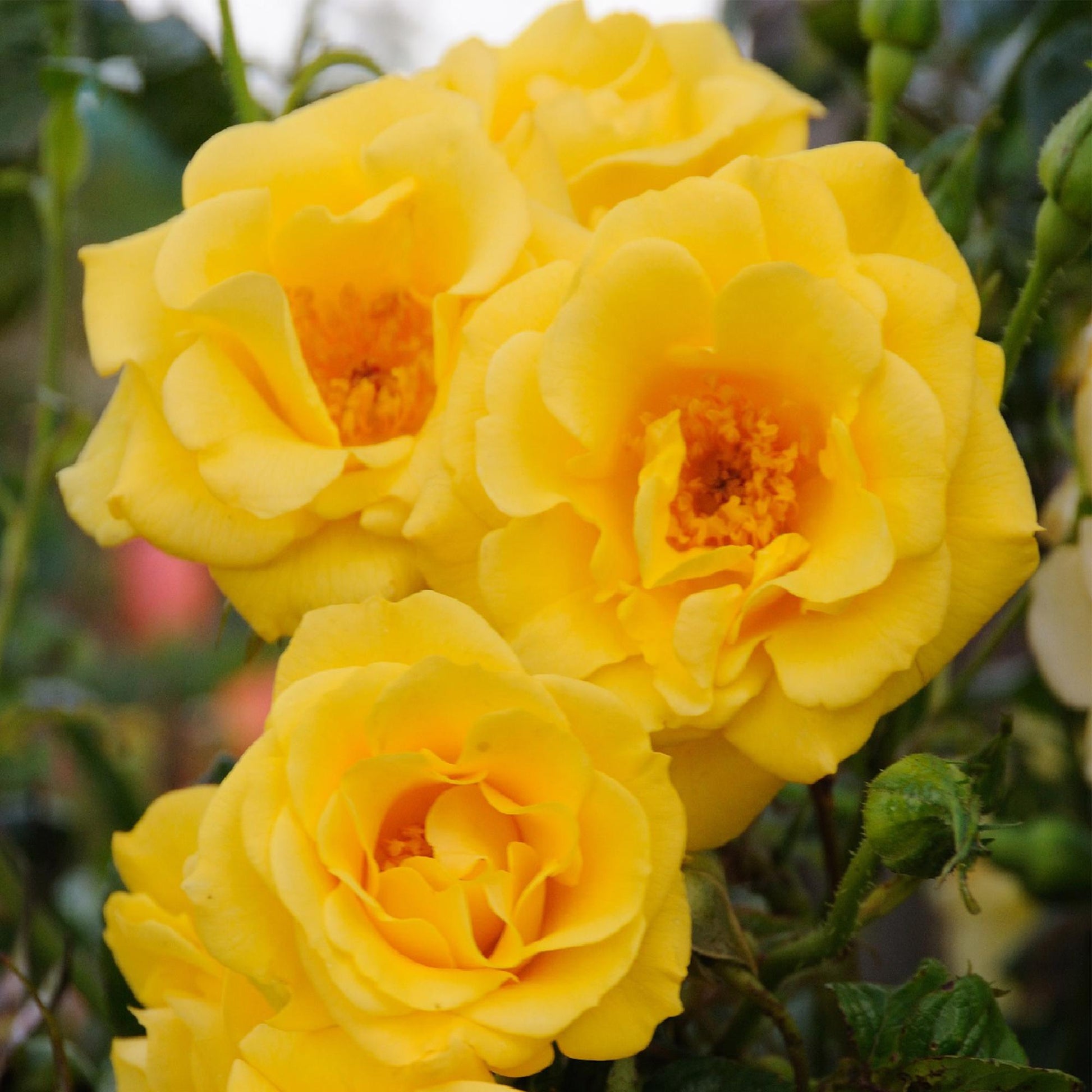 Kletterrose Rosa Spring Queen – Gelb – Pflegeleicht – 2 Pflanzen – 11cm x H40cm – Duftende Rosen für Garten, Balkon & Terrasse 