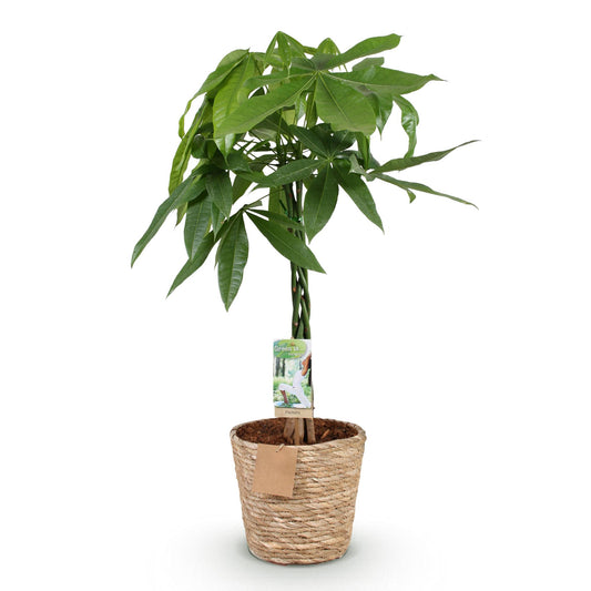 Green boutiQ - Zimmerpflanzen - Geflochtener Stamm Pachira Aquatica - Geldbaum - Wenig Pflege - mit Korb - Grün - 1 Pflanze - Topf 21cm - Höhe 80-90cm 