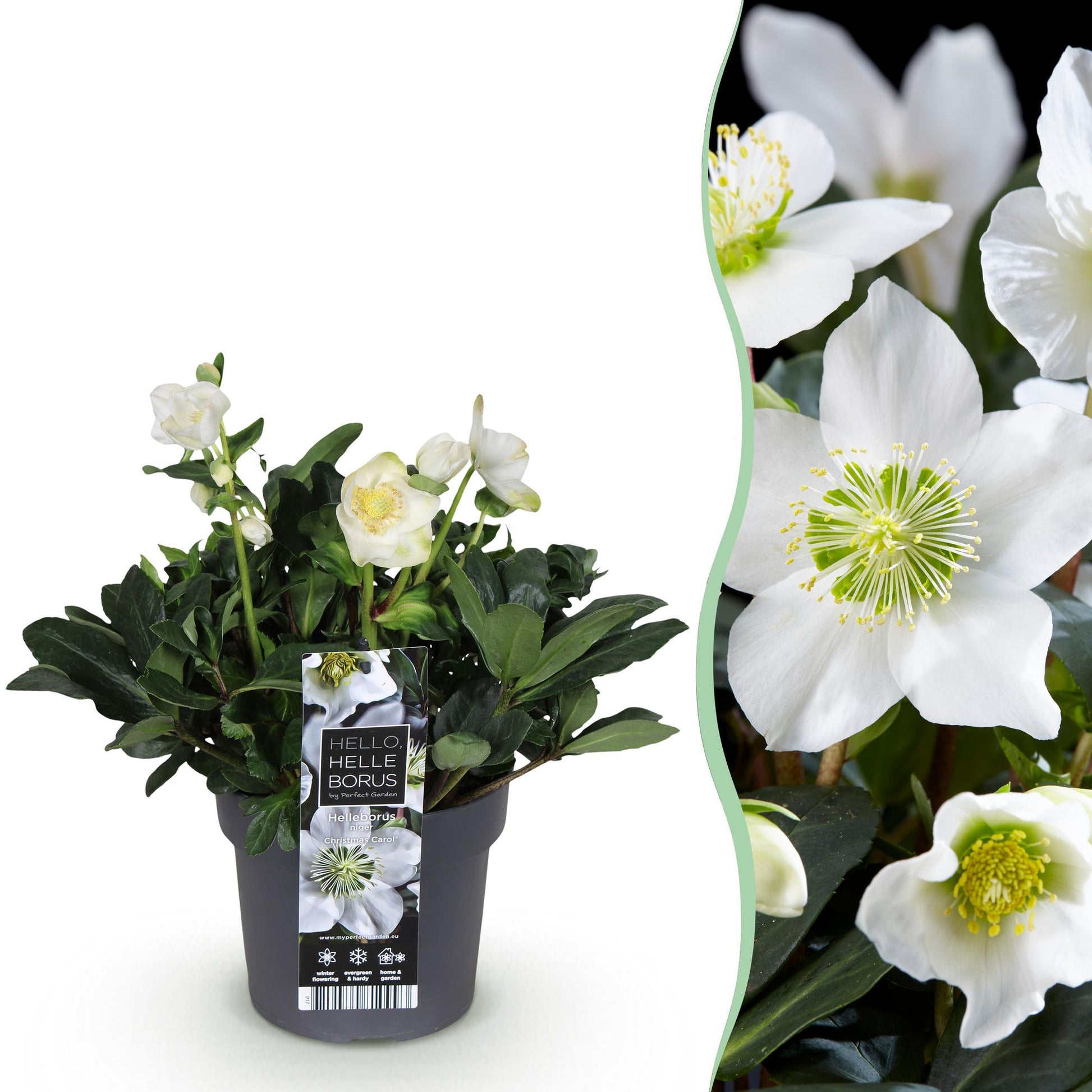GreenboutiQ - Gartenpflanze - Weihnachtsrose - Helleborus Christmas Carol - Weiße Blüte - 1 Pflanze - Immergrün - Topf 17cm Höhe 35cm 