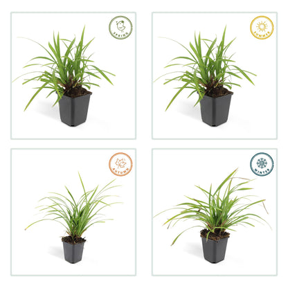 Carex morrowii 'Irish Green' – 24 Pflanzen – ↕10-25cm – Ø9cm – Immergrüner Bodendecker – Pflegeleicht & Vielseitig – Schattentauglich 