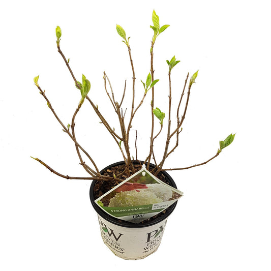 Hydrangea arbo. 'Strong Annabelle' - Ø19cm - ↕30cm 