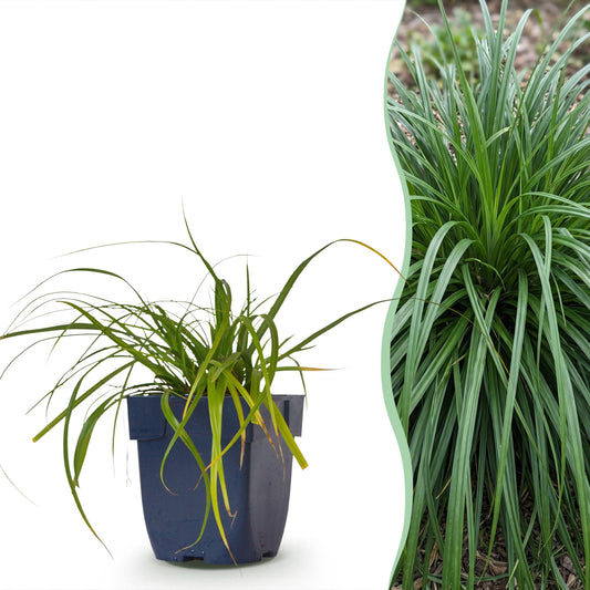 Segge 'Evergreen' – Carex oshimensis 'Evergreen' – 6 Pflanzen – Topf Ø11cm – Staude für Garten & Balkon