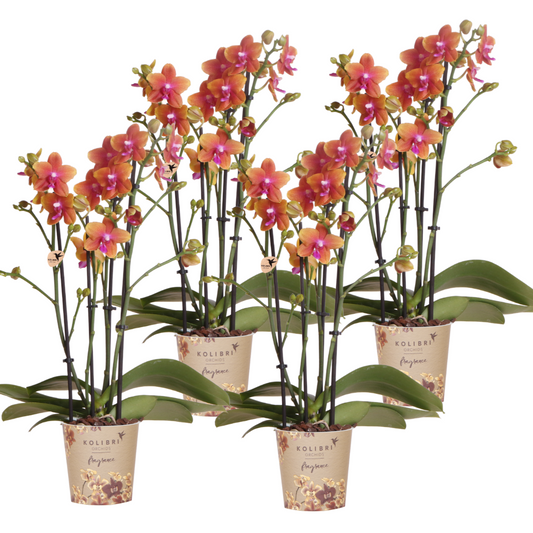 4 duftende orangefarbene Phalaenopsis-Orchideen - Topfgröße Ø12cm - Zimmerpflanze