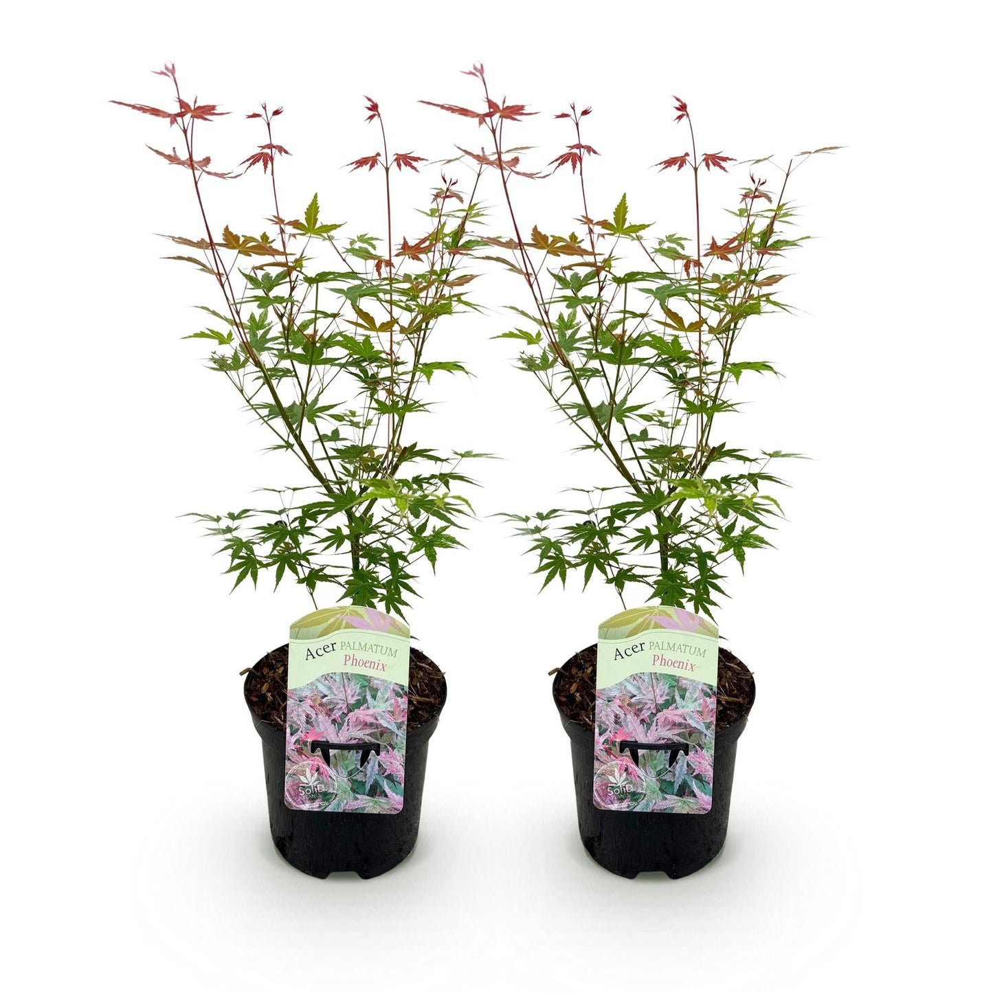 Japanischer Ahorn – Acer palmatum 'Phoenix' – 2 Pflanzen – 70 cm hoch – Ø19cm – leuchtend rot-orange – Balkon- & Gartenpflanze 