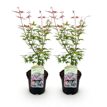 Japanischer Ahorn – Acer palmatum 'Phoenix' – 2 Pflanzen – 70 cm hoch – Ø19cm – leuchtend rot-orange – Balkon- & Gartenpflanze 