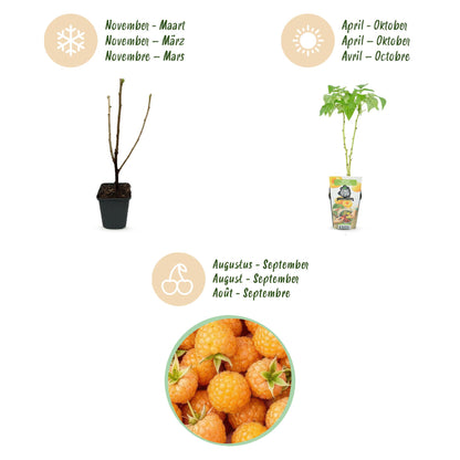 Himbeere Rubus idaeus Fallgold winterhart 3 Pflanzen Ø9cm Höhe30cm – Gelbe Himbeere für Garten Beet Balkon & Terrasse – Süß & aromatisch 