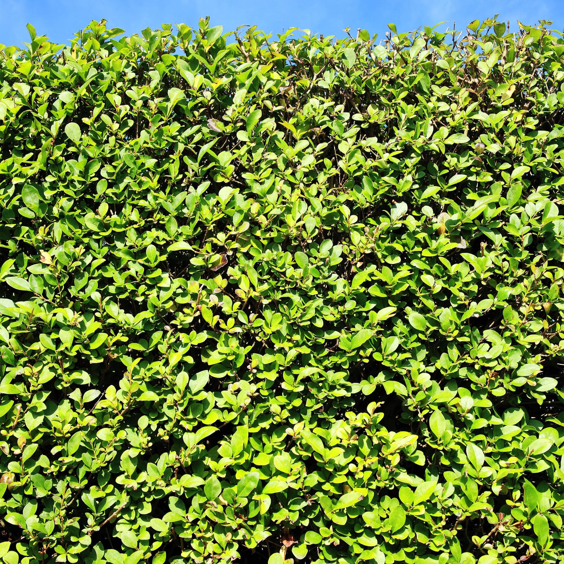 Ovalblättriger Liguster Ligustrum ovalifolium – Immergrün – Heckenpflanze – Blatt Grün – 6 Pflanzen – 1 m laufend – Pflegeleicht – 17cm Höhe 55cm 
