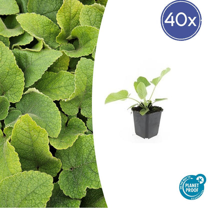 Russel-Brandkraut Phlomis russeliana – ↕10-25cm – Ø9cm – 40 Pflanzen – Winterharte Staude mit hellgelben Blüten – Bienen- & Schmetterlingsfreundlich – Pflegeleicht & trockenheitstolerant