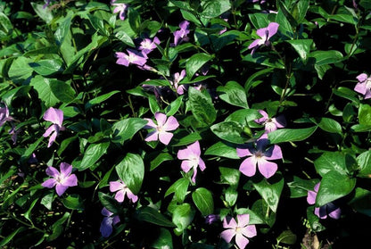 Großes Immergrün - Vinca major - ↕10-25cm - Ø9cm - 60 Stück