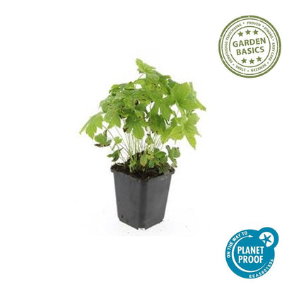 Knotiger Storchschnabel Geranium nodosum – ↕10-25cm – Ø9cm – 60 Pflanzen – Winterharte Staude & Bodendecker – Für Schatten & Halbschatten 