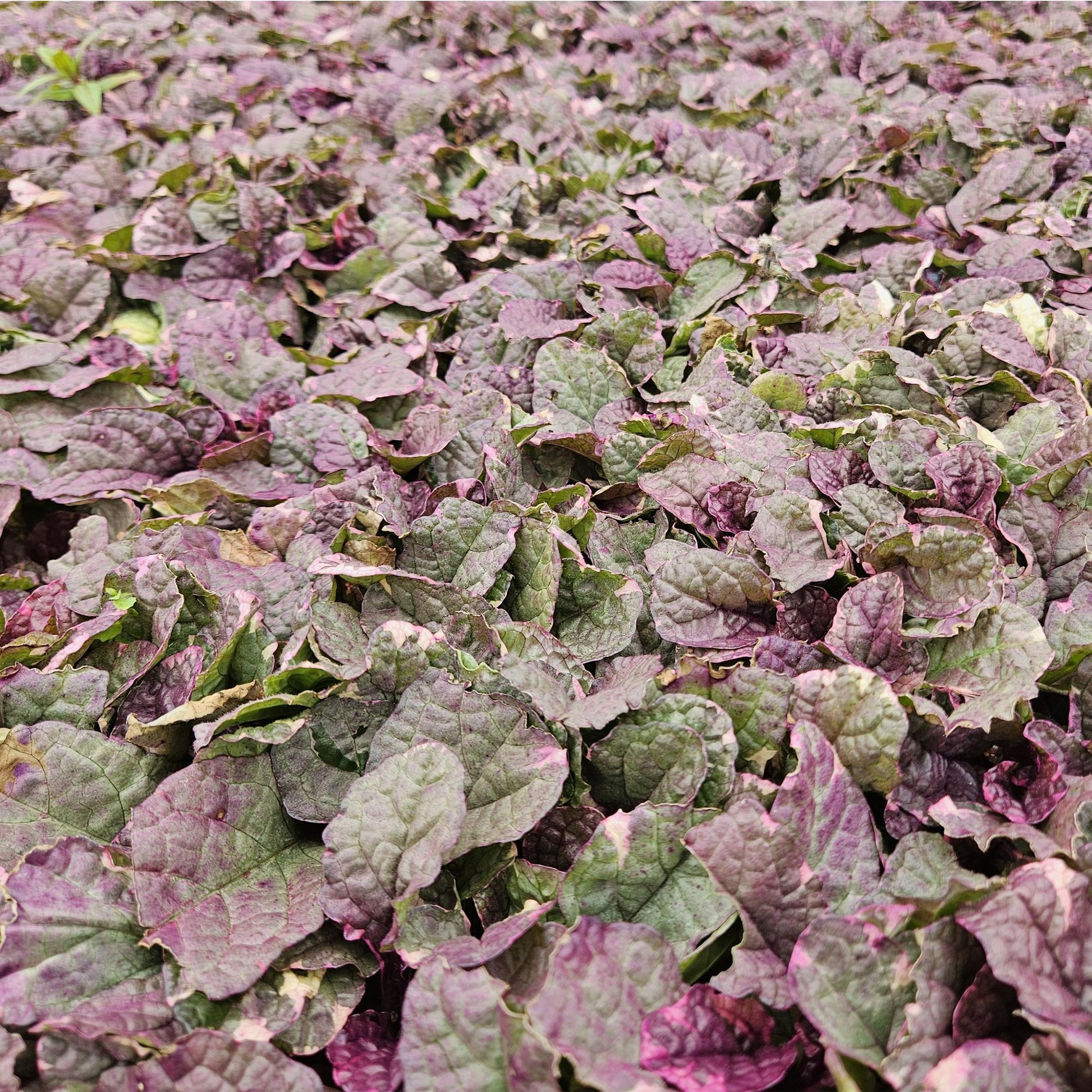 Ajuga reptans 'Burgundy Glow' – 24 Pflanzen – ↕10-25cm – Ø9cm – Kriechender Günsel – Bunter Bodendecker mit blauen Blüten – Pflegeleicht & winterhart – Für Schatten & Halbschatten 