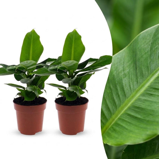 Orientalische Zwergbanane – Musa 'Oriental Dwarf' – 2 Pflanzen – Topf Ø12cm – Höhe 30cm