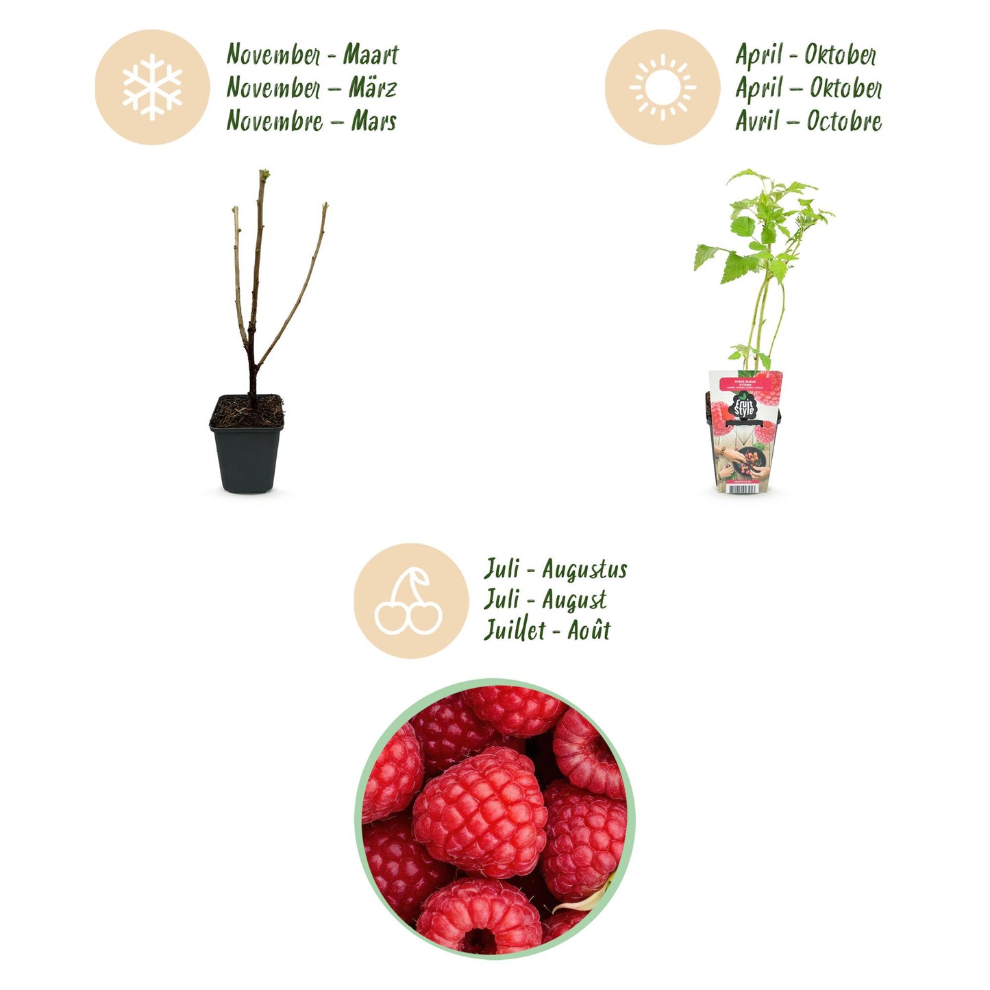 Himbeere Rubus idaeus Ottawa winterhart 3 Pflanzen Ø9cm Höhe 30cm – Rote Himbeere für Garten Beet Balkon & Terrasse – Süß & ertragreich 