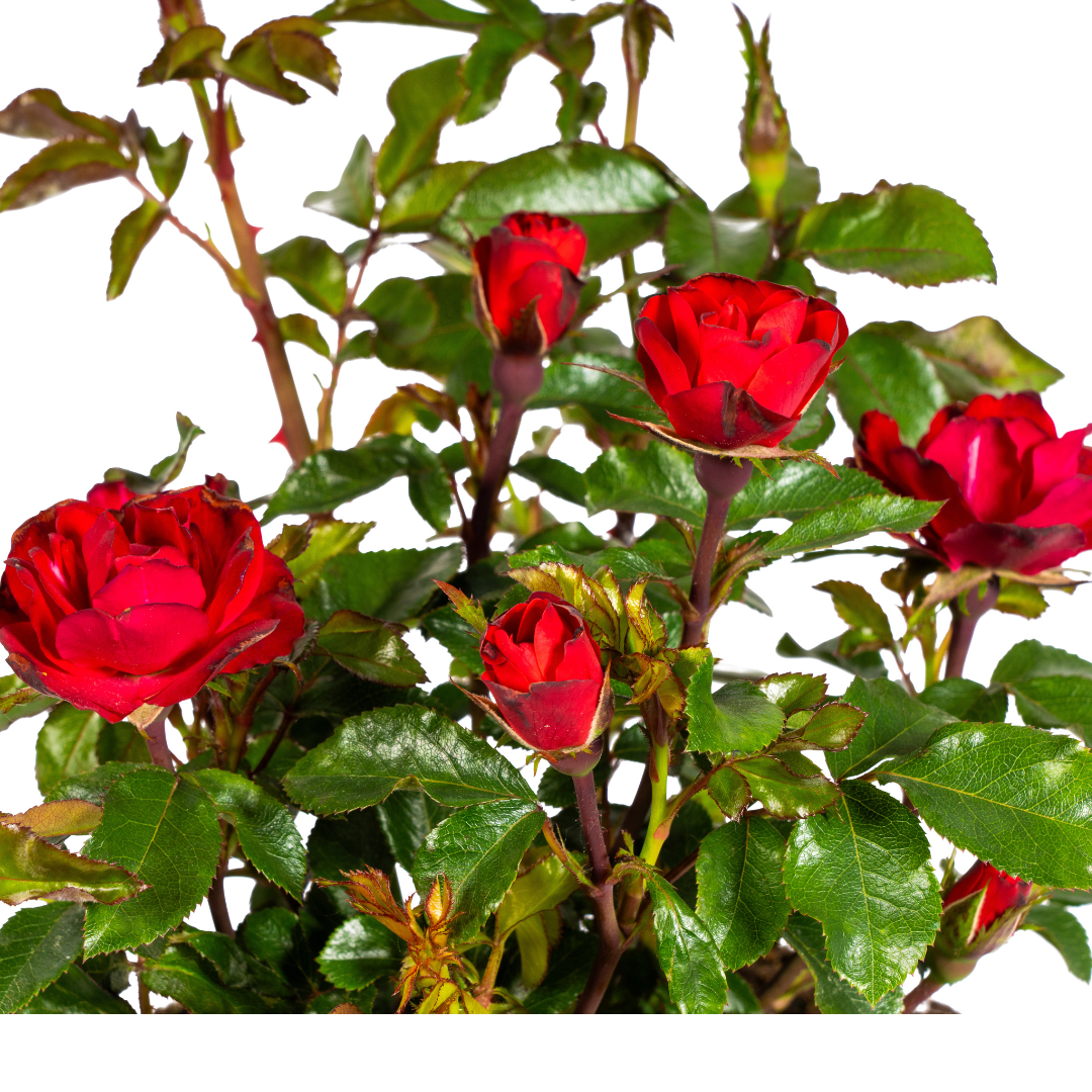 Rose Zepeti – Ø19 cm – Höhe 35–40 cm – Kompakte, reich blühende Rose mit leuchtend roten Blüten – Ideal für Beet und Kübel – Winterhart