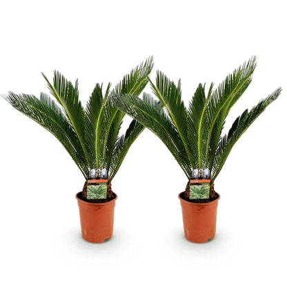 Cycas Revoluta – Palmfarn – 70cm – 17cm – 2 Pflanzen – Pflegeleichte Sago-Palmen im Doppelset – Robuste Zimmerpflanzen mit fiederförmigen Blättern – Elegantes Grün für moderne Innenräume 