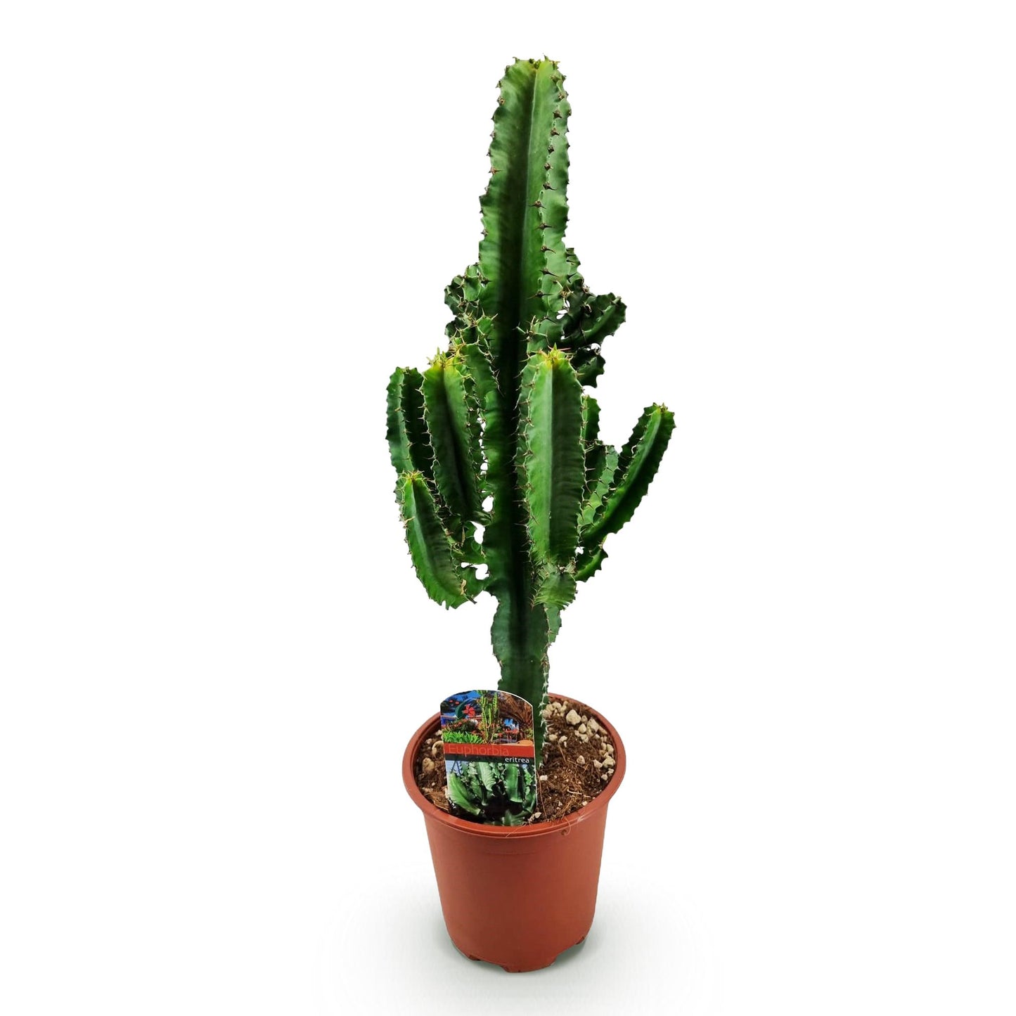 Green boutiQ - Zimmerpflanze - Euphorbia eritrea - Afrikanischer Milchbaum - Geringer Pflegeaufwand - Grün - 1 - Topf 17cm - Höhe 60cm 