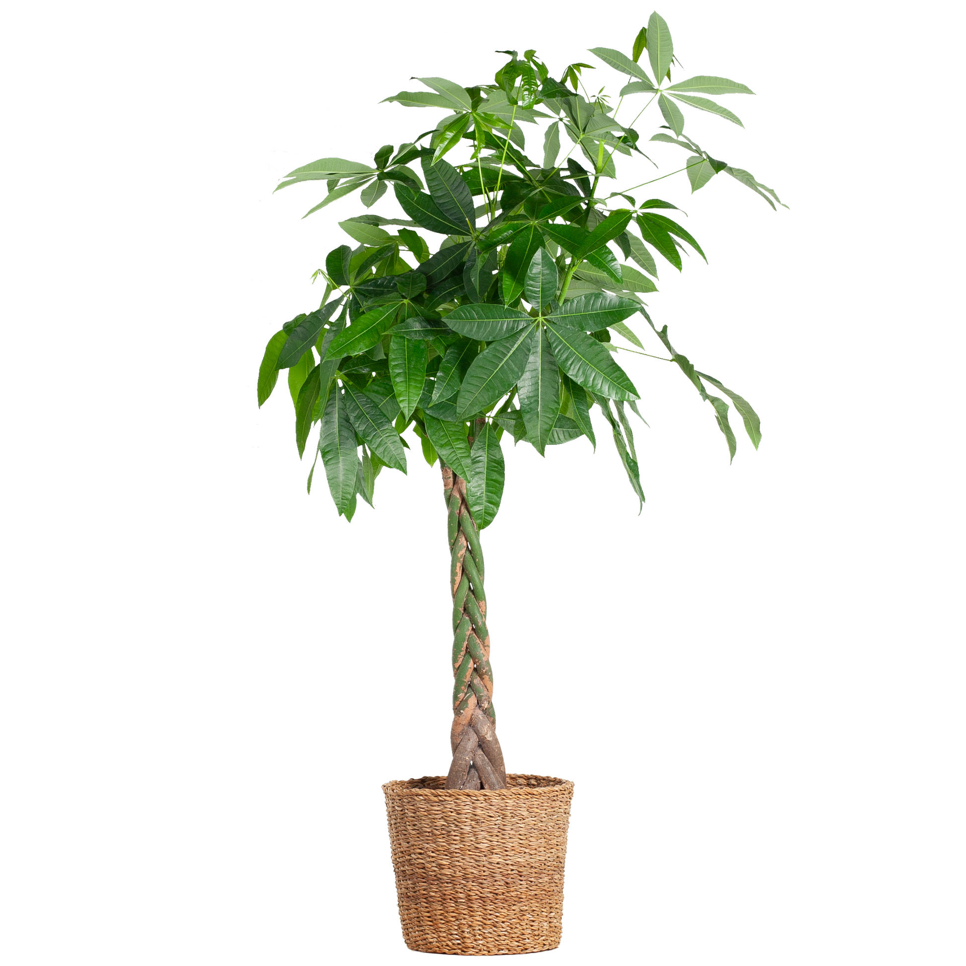 Pachira Aquatica XL – Geldbaum – Zimmerpflanze mit Torun-Korb – Ø30cm – Höhe 140 cm – Luftreinigend  & pflegeleicht – Tropischer Hingucker für Wohnräume & Büro 