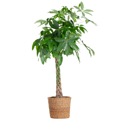 Pachira Aquatica XL – Geldbaum – Zimmerpflanze mit Torun-Korb – Ø30cm – Höhe 140 cm – Luftreinigend  & pflegeleicht – Tropischer Hingucker für Wohnräume & Büro 