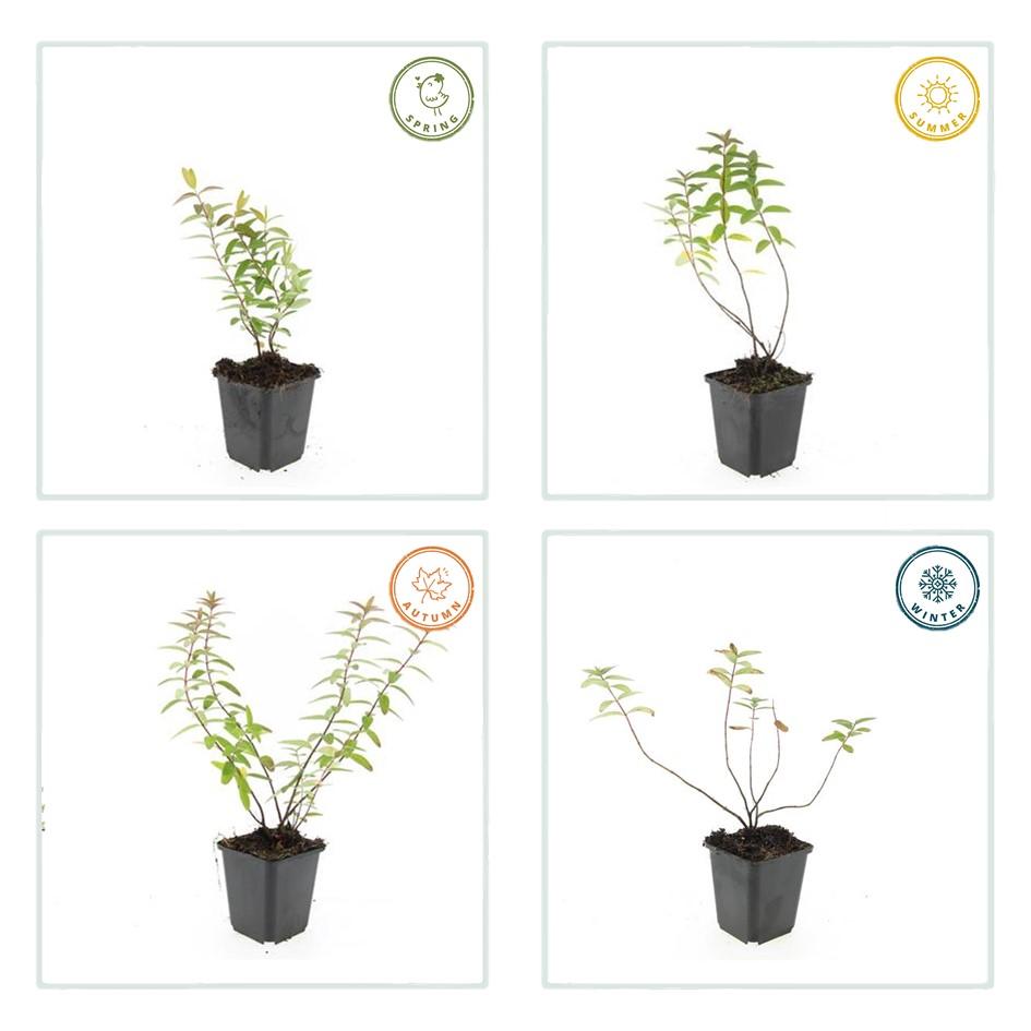 Großblumiges Johanniskraut Hypericum 'Hidcote' – ↕10-25cm – Ø9cm – 12 Pflanzen – Winterharter Strauch mit Gelben Blüten & Bienenfreundlich