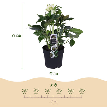 GreenboutiQ - Gartenpflanze - Lenzrose - Helleborus orientalis Double Ellen White - Weiße Blüte - 2 Pflanzen - Immergrün - Topf 14cm Höhe 35cm 