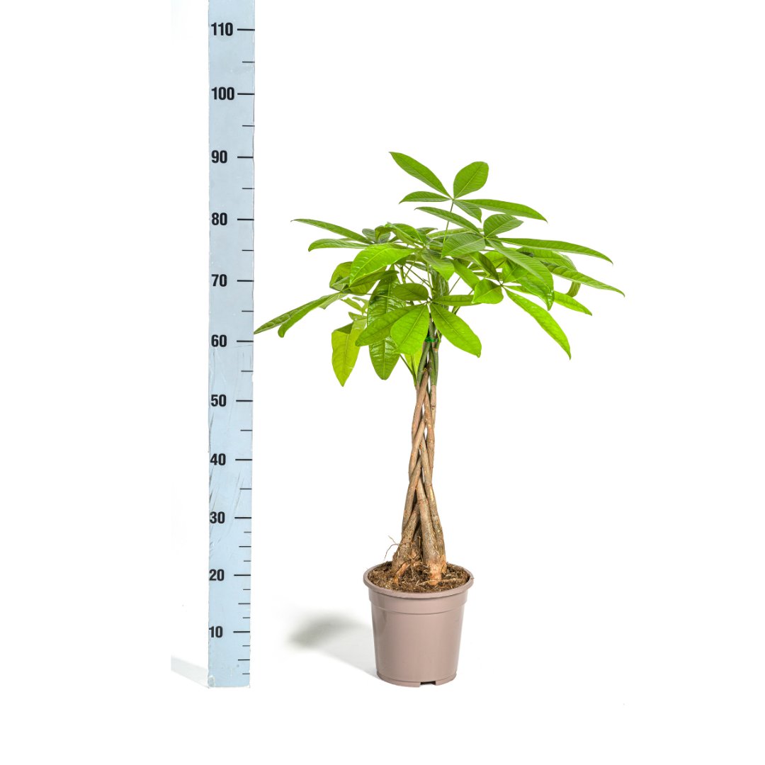 Glückskastanie Pachira Aquatica – Zimmerpflanze – Ø19cm – 70-90cm hoch – Geflochtener Stamm – Exotisch & pflegeleicht 