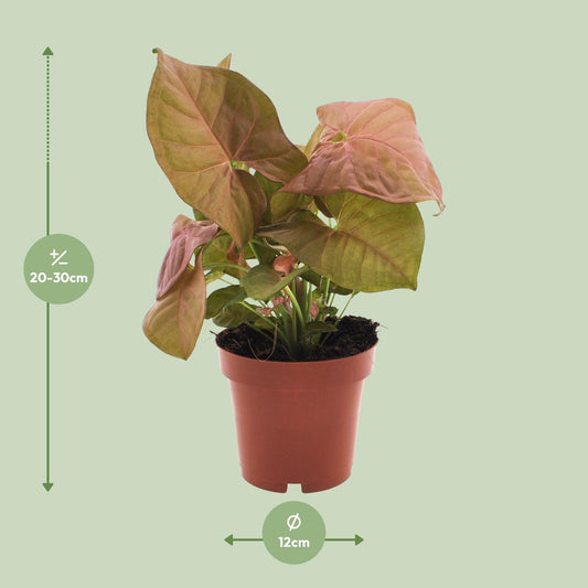 Purpurtute - Syngonium Neon - Zimmerpflanze - Ø12cm - ↕25cm
