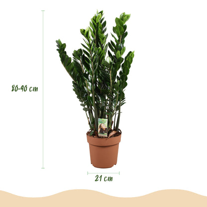 Green boutiQ - Zimmerpflanzen - Zamioculcas - ZZ-Pflanze - Wenig Pflege - Grün - 1 Pflanze - Topf 21cm - Höhe 80-90cm 