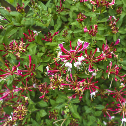 Kletterpflanze Lonicera Serotina – Rosa-Weiße Blüten – Spätsommerblüte – 2 Pflanzen – 11 cm x H40 cm – Winterhart & Pflegeleicht – Für Garten, Balkon & Pergola 