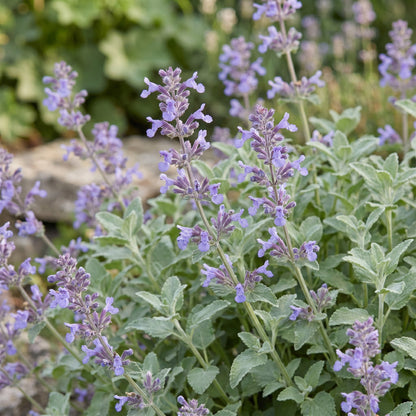 Katzenminze – Nepeta faassenii – Topf Ø11cm – Bienenfreundliche Staude für Garten & Balkon