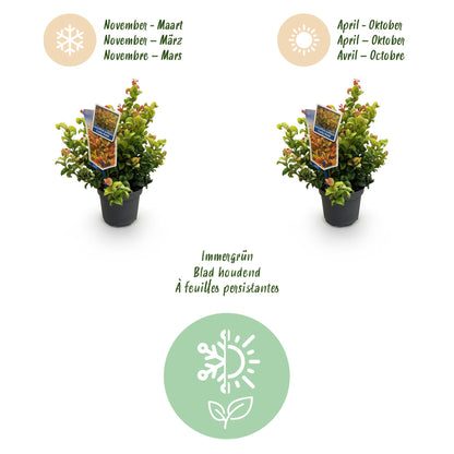 GreenboutiQ - Gartenpflanze - Leucothoe Curly Gold - Gelb - 2 Pflanzen - Immergrün - Wenig Pflege - Topf 17cm Höhe 40cm 