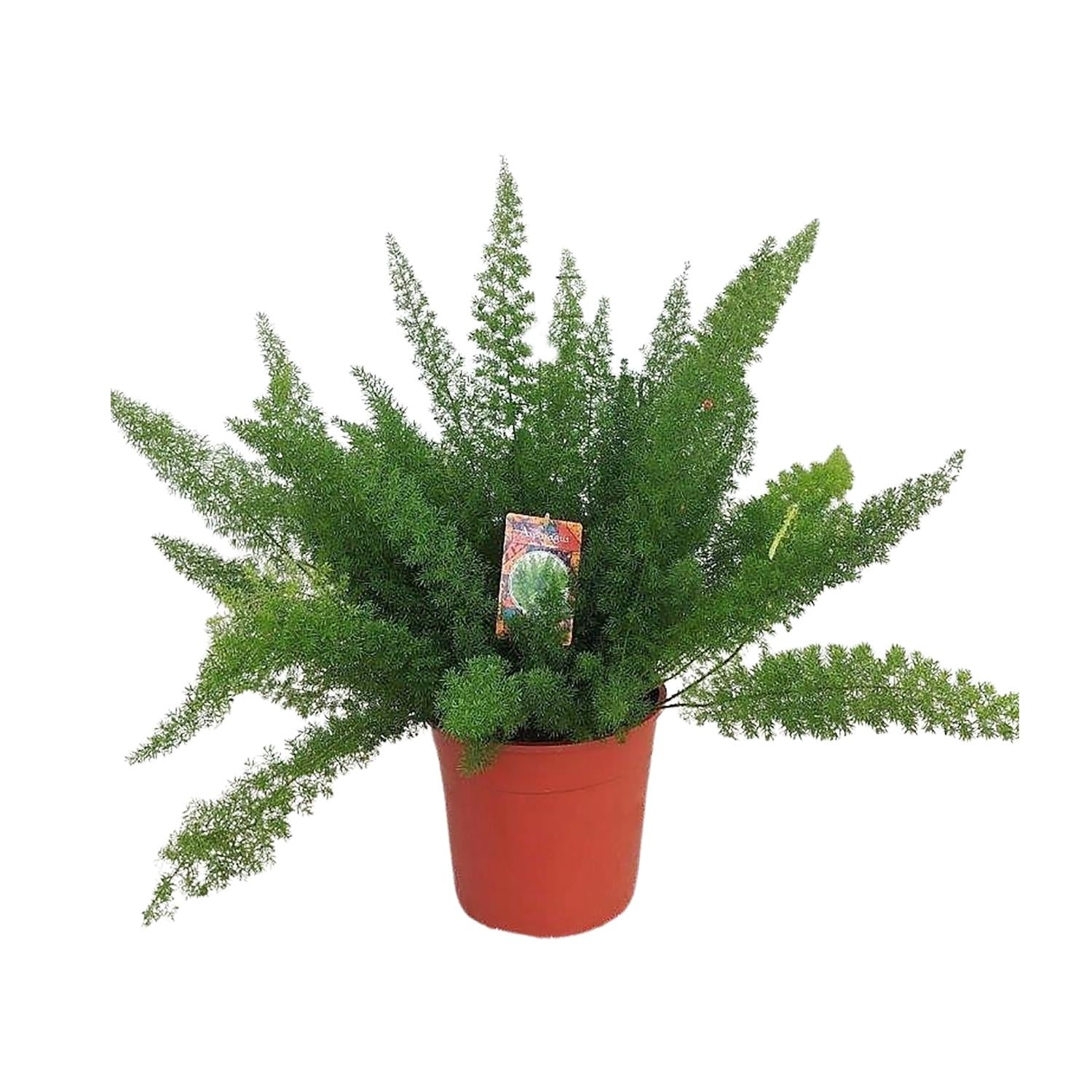 Spargelfarn – Asparagus Densiflorus 'Meyeri' –  Zimmerpflanze – Luftreinigend – Ø27cm – ↕60cm – Pflegeleicht & dekorativ – Ideal für Halbschatten 