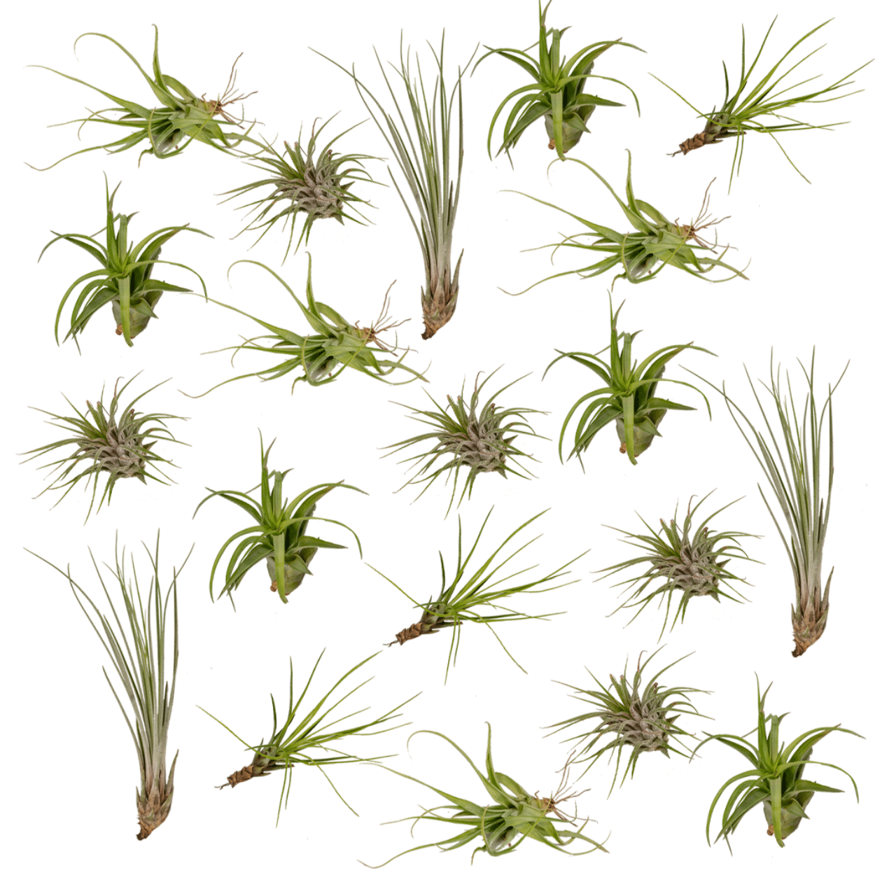 Tillandsia Air Mix – 20 Stück Luftpflanzen – Ø6cm – ca. 6cm hoch – Pflegeleichte Tillandsien-Mischung – Erdlos & dekorativ – Für kreative Wohnideen 