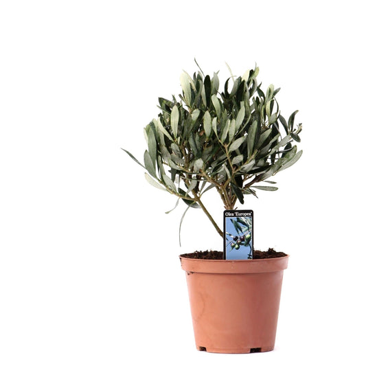 Olivenbaum – Olea europaea – Zimmerpflanze Ø13cm – ca. 21cm hoch – Mediterrane Pflanze – Immergrün & pflegeleicht – Für Wohnzimmer, Balkon & Terrasse 