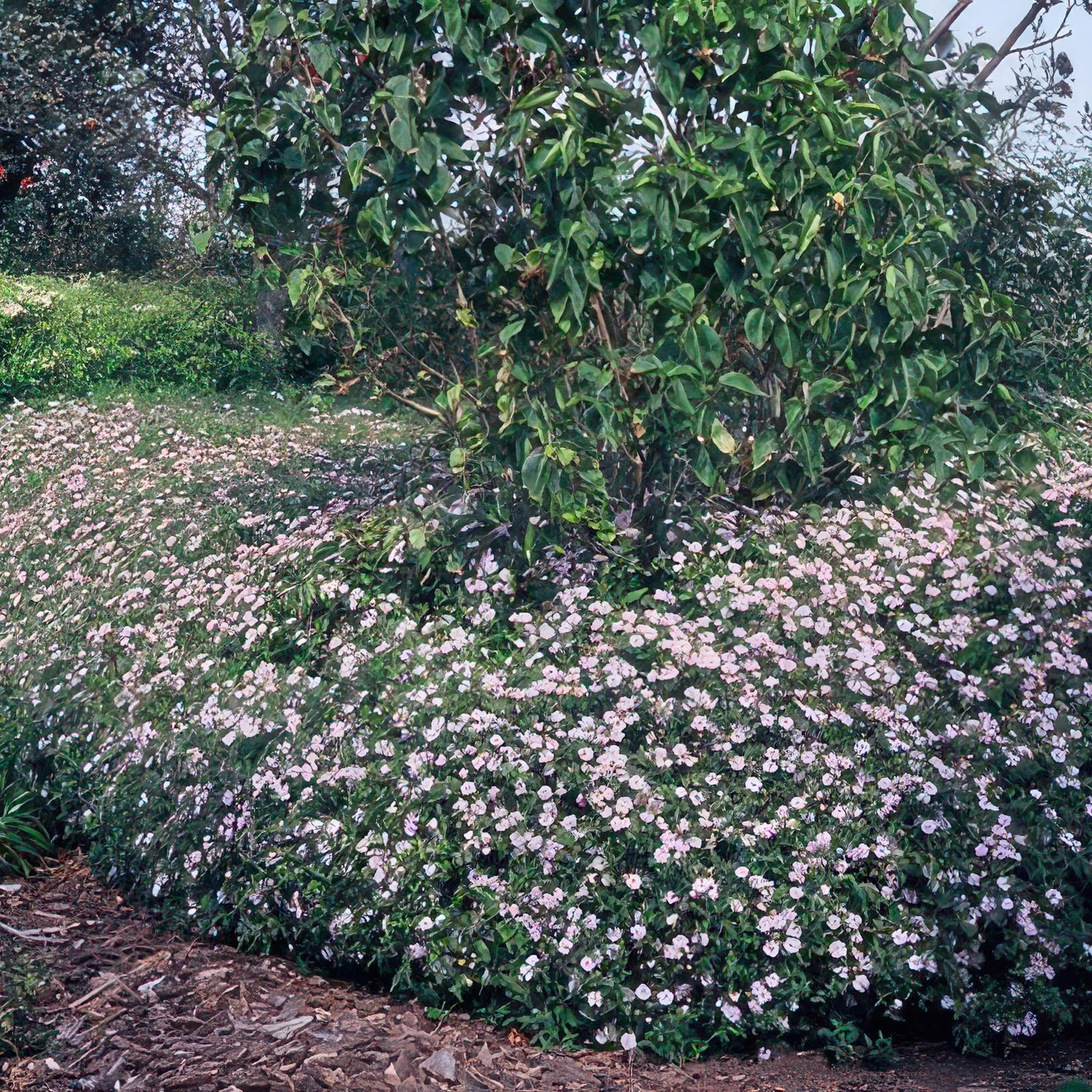 Aster ageratoides 'Asran' – Herbstblüher Staude – 24 Pflanzen – ↕10-25cm – Ø9cm – Hellblaue Blüten – Sonne