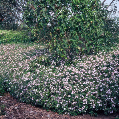 Aster ageratoides 'Asran' – Herbstblüher Staude – 24 Pflanzen – ↕10-25cm – Ø9cm – Hellblaue Blüten – Sonne