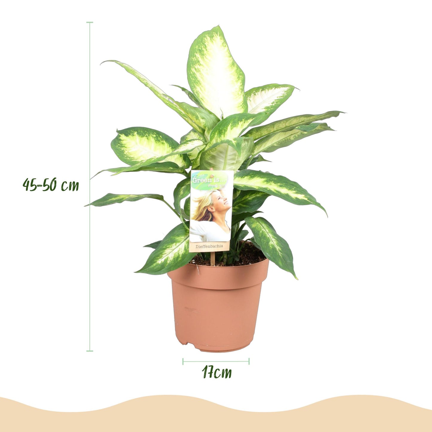 Green boutiQ - Zimmerpflanzen - Diefenbachia Camilla - Dieffenbachia - Wenig Pflege - Bunt - 2 Pflanzen - Topf 17cm - Höhe 45-50cm 
