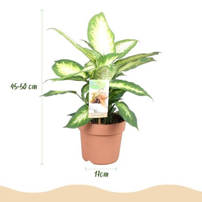 Green boutiQ - Zimmerpflanzen - Diefenbachia Camilla - Dieffenbachia - Wenig Pflege - Bunt - 2 Pflanzen - Topf 17cm - Höhe 45-50cm 