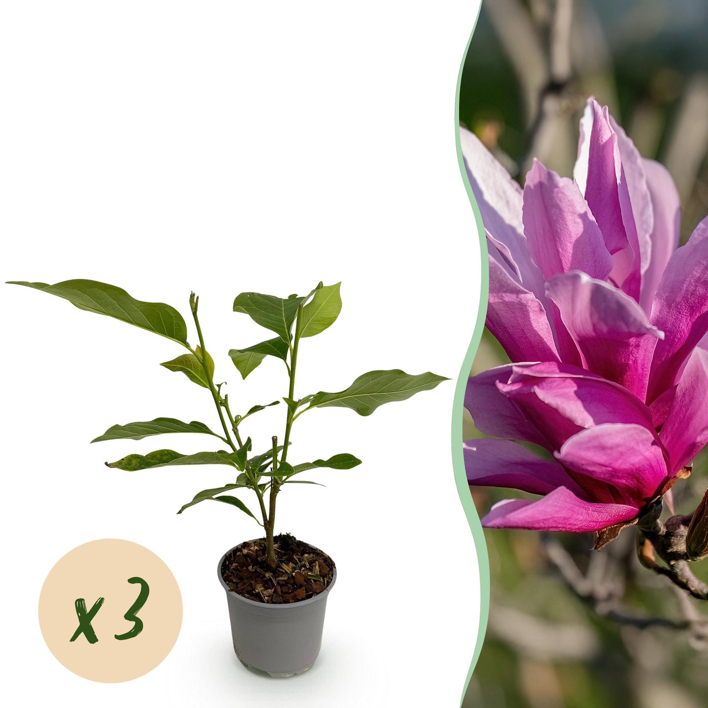 GreenboutiQ - Gartenpflanze - Magnolia liliiflora Nigra - Blüte Lila - 3 Pflanzen - Laubabwerfend - Wenig Pflege - Topf 12cm Höhe 30cm 