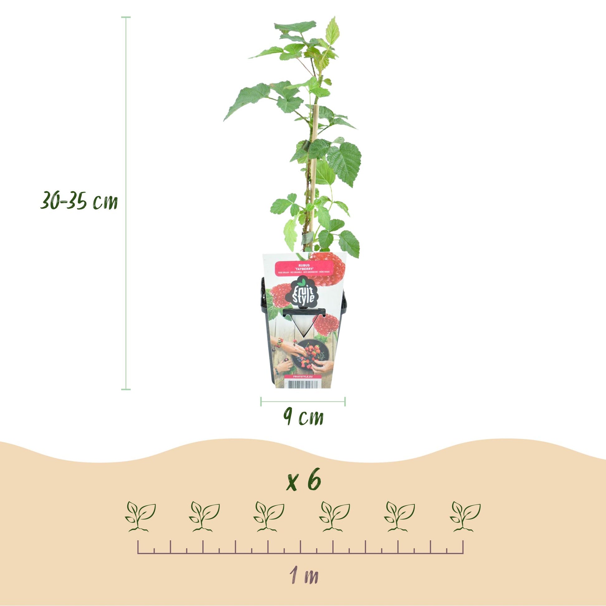 Tayberre Rubus Tayberry winterhart 3 Pflanzen Ø9cm Höhe 30cm – Kreuzung aus Himbeere & Brombeere – Rote Beeren für Garten & Balkon 
