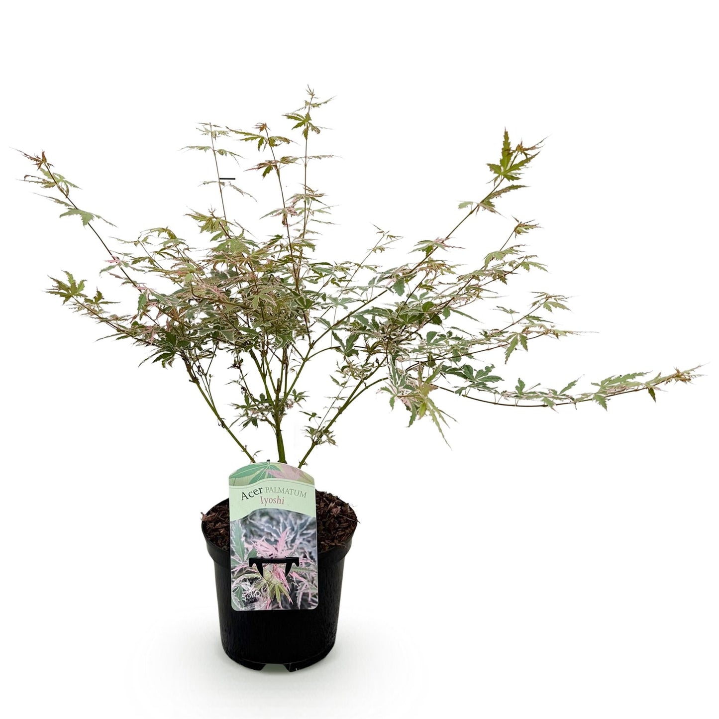 Japanischer Ahorn Acer palmatum Iyoshi – Rosa Balkonpflanze – Ø19cm – Höhe ca. 70cm – Fein geschnittener Zierahorn für Beet & Balkon 