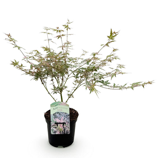 Japanischer Ahorn Acer palmatum Iyoshi – Rosa Balkonpflanze – Ø19cm – Höhe ca. 70cm – Fein geschnittener Zierahorn für Beet & Balkon 