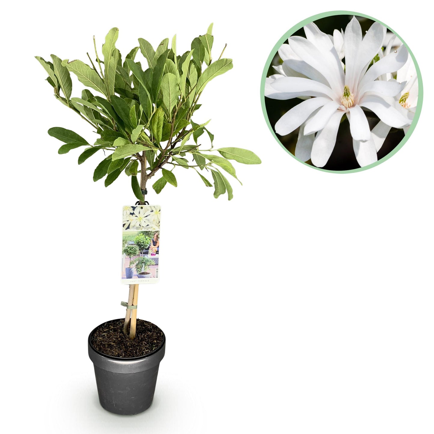 GreenboutiQ - Stamm Pflanze - Magnolia stellata - Terrassenpflanze - Laubabwerfend - Winterhart - Weiße Blüte - Topf 19cm Höhe 90cm 