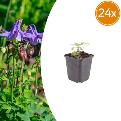Akelei Aquilegia vulgaris – 24 Pflanzen – 10-25cm – Ø9cm – Winterharte Staude für Sonne & Halbschatten – Blühpflanze für Beet, Steingarten & Naturgarten