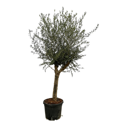 Olivenbaum - Olea Lorc - Zimmerpflanze - 200 cm - Ø45cm